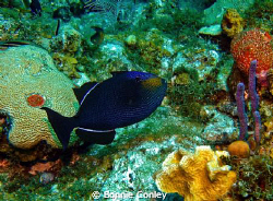 Black Durgon Triggerfish seen in Grand Cayman August 2010... by Bonnie Conley 